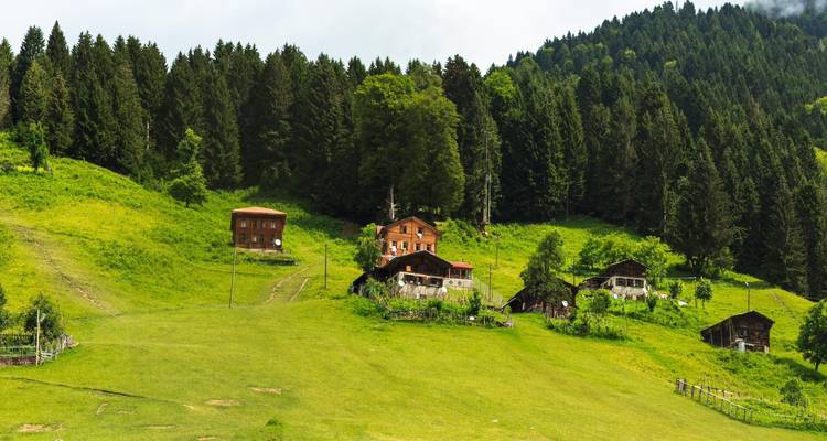 Hutten op een groene heuvel met dicht bos.