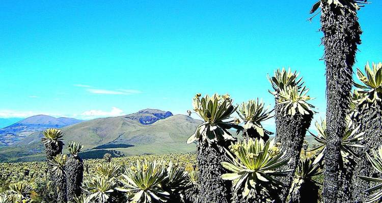 Hooggelegen Andes landschap gevuld met hoge frailejones planten en glooiende groene bergen onder een levendige blauwe hemel.