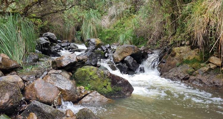 Bergstroom stort zich over met mos bedekte rotsblokken te midden van weelderige Andes-vegetatie.