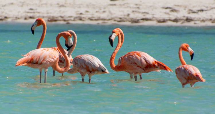 Flamingos wading in shallow blue waters.