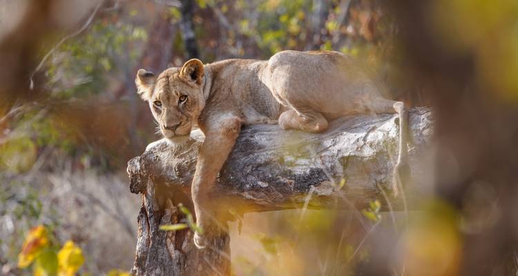 Junger Löwe ruht auf einem großen Ast in natürlicher Umgebung.