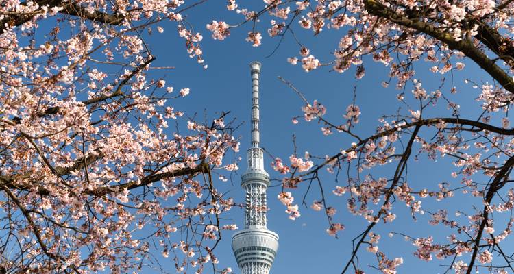 Japan City & Beach: Meet me in Tokyo & Okinawa! - journaway 10