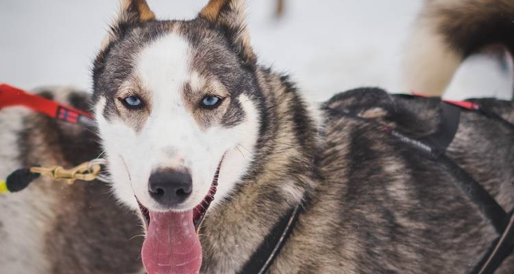 Finlandia Bucketlist: Aventura invernal Laponia - journaway DACH 1