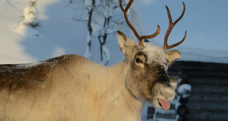 Finlandia Bucketlist: Aventura invernal Laponia - journaway DACH 3