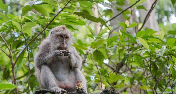 Bali Bucketlist: ¡Columpio de la Jungla a la Puerta del Cielo! - journaway DACH 4