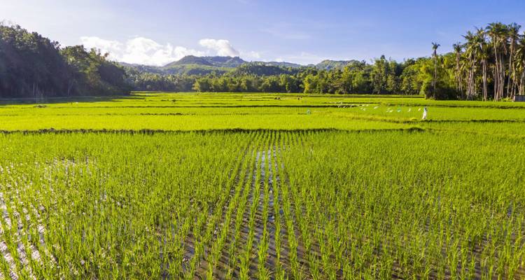 Liste de choses à faire aux Philippines : Chocolate Hills & Palmtree Thrills ! - journaway 10