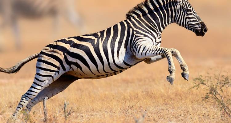 South Africa & Eswatini Wildlife Glamping & Kruger Safari - journaway 9