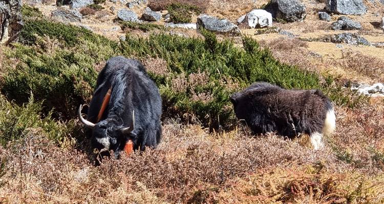 Ruta inexplorada del Kanchenjunga - Getaway Nepal Adventure Pvt. Ltd 8
