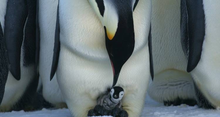 Manchot empereur avec un poussin.