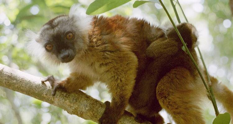 Nosy Be - La perfumada isla de Madagascar - HT Agency Tours 6