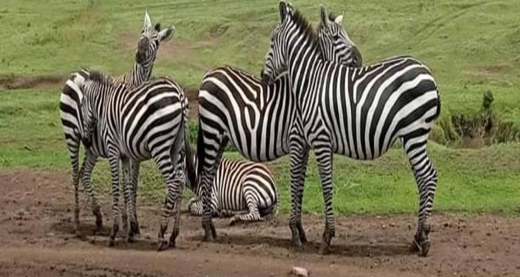 3 Days Tanzania Safari - kilimanjaro habitas 3