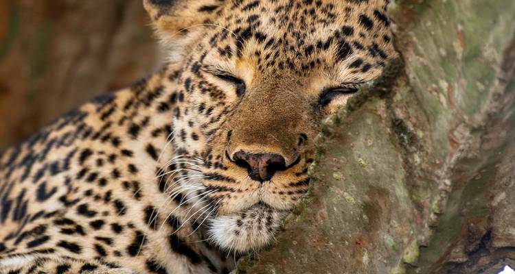 Close-up of a leopard sleeping against a tree.