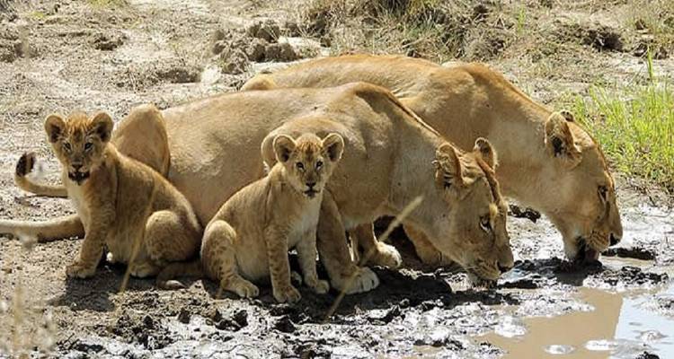 Löwin und Junge trinken an einem Wasserloch.