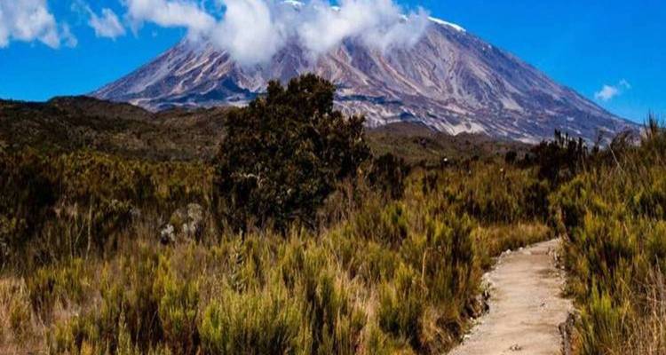 Ascension via la route d'Umbwe pendant 6 jours + 2 nuits d'hôtel - kilimanjaro habitas 3