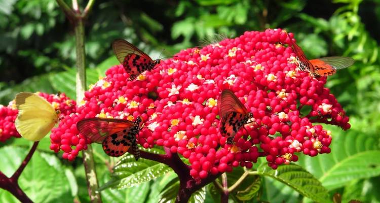 Honduras Exploration 14Days/13Nights - Across Caribbean Excursions  8