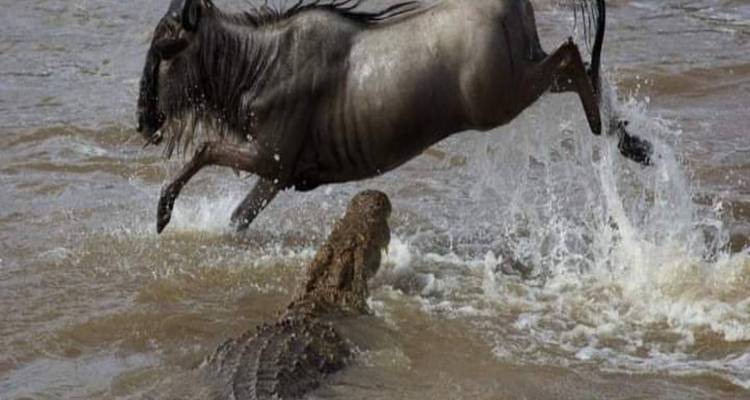 Wildebeest jumping over a crocodile in a river.