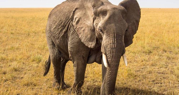 Elephant standing in an open savanna.
