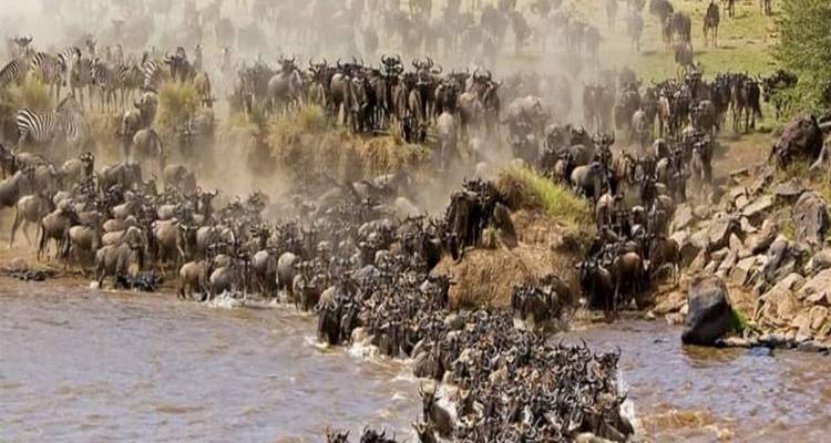 5 días de safari de lujo por la gran migración del Serengeti - kilimanjaro habitas 1
