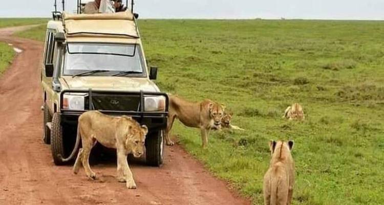 5 días de safari de lujo por la gran migración del Serengeti - kilimanjaro habitas 4
