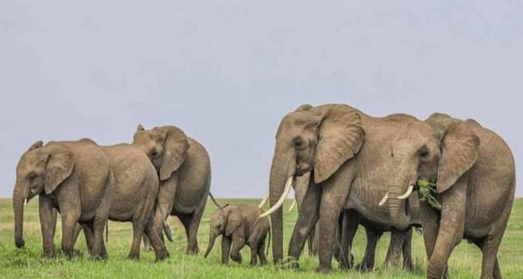 Kenya-6 days featuring classic safari - kilimanjaro habitas 1
