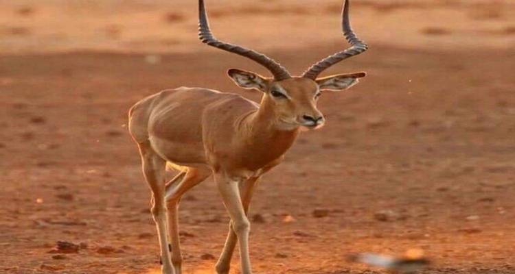 Kenya-6 days featuring classic safari - kilimanjaro habitas 2