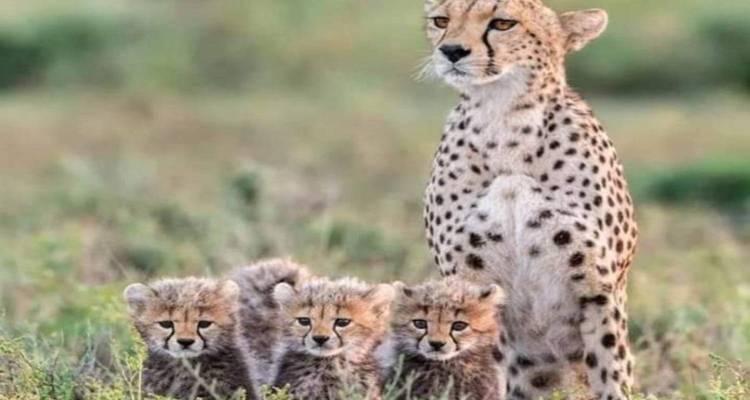 Kenya-6 days featuring classic safari - kilimanjaro habitas 3