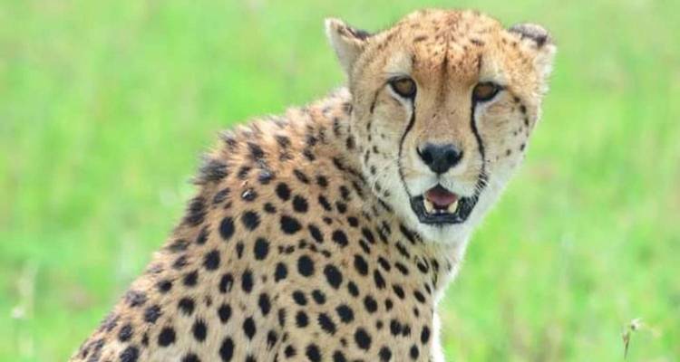 Kenya-6 days featuring classic safari - kilimanjaro habitas 6