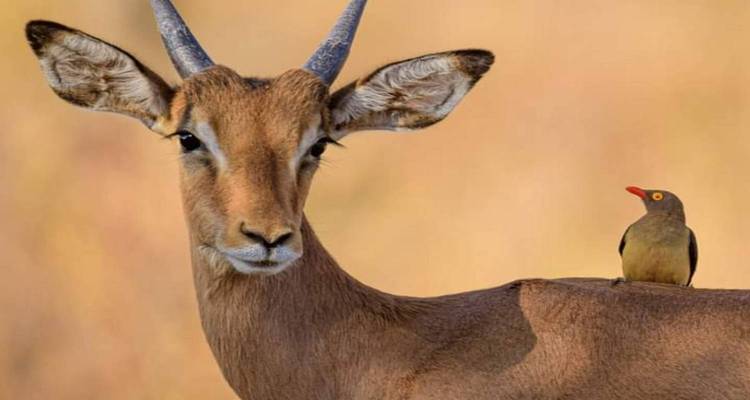 Kenya-6 days featuring classic safari - kilimanjaro habitas 9