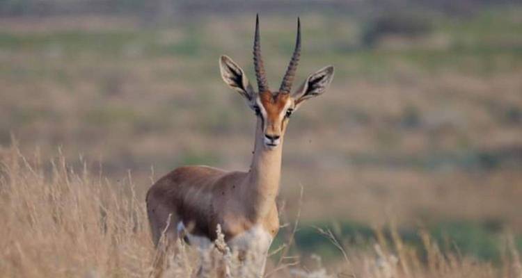 Safari aérien dans le Serengeti - kilimanjaro habitas 6