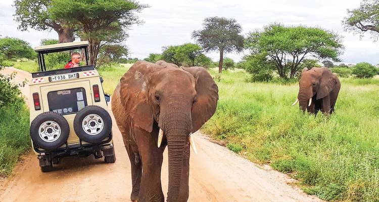 Elephants near a safari vehicle in a grassy landscape.