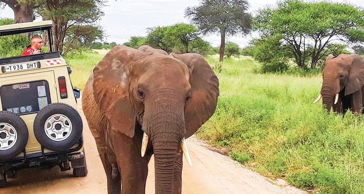 Ein großer Elefant nähert sich einem Safari-Fahrzeug auf einem üppigen Weg, während ein anderer in der Nähe in Tansania grast.