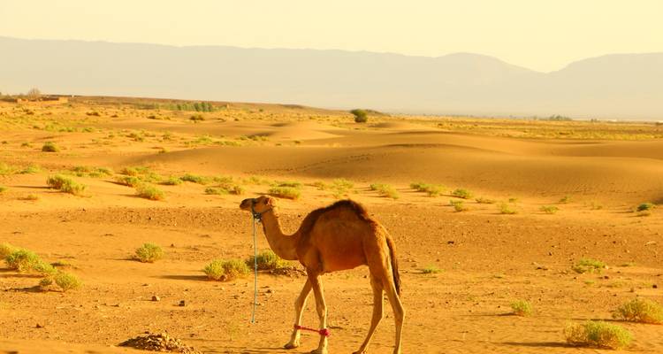 Private 11-Days-Tour from Casablanca to the Sahara until Marrakech or Casablanca - Explore Morocco Travel 4