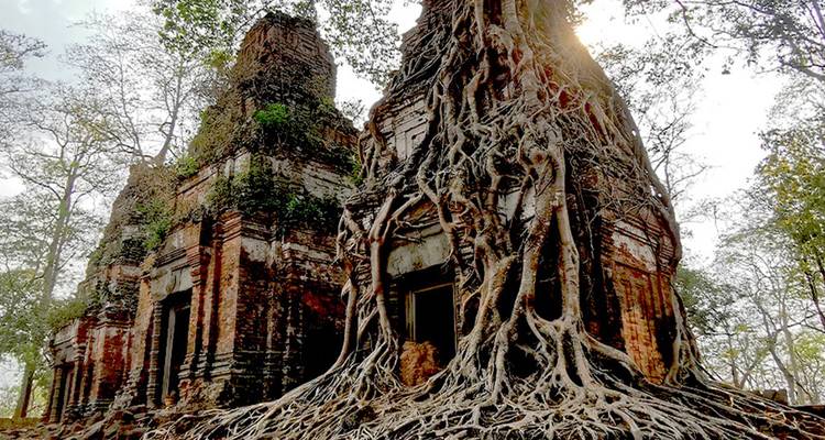 Des temples en briques anciennes engloutis par d'énormes racines d'arbres dans un cadre de jungle avec la lumière du soleil filtrant à travers les feuilles.