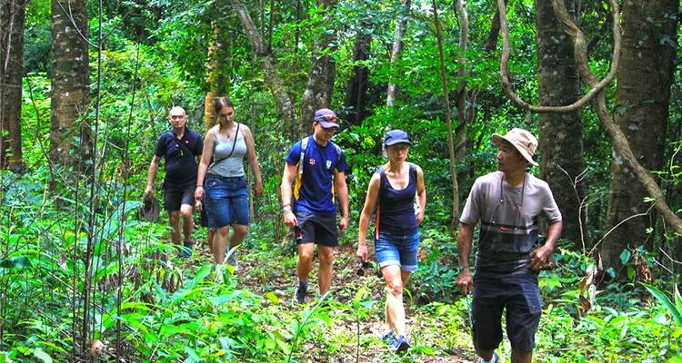 Un petit groupe de randonneurs progresse le long d'un sentier de jungle luxuriant entouré d'une végétation d'un vert vibrant.