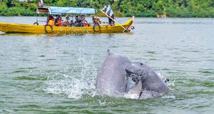 Les dauphins de l'Irrawaddy éclaboussant près d'un bateau touristique sur un large fleuve