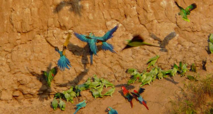 Tambopata Macaw claylick et Sandoval lake - 3 jours/2 nuits - Monte Amazonico Lodge  3