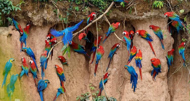 Tambopata Macaw claylick et Sandoval lake - 3 jours/2 nuits - Monte Amazonico Lodge  6