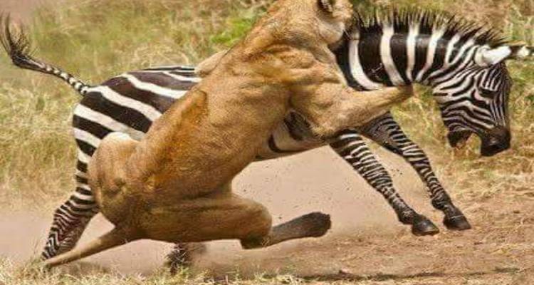 6 Days Big Five Tanzania Camping Safari - kilimanjaro habitas 1