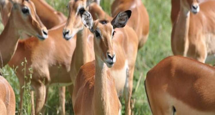 6 Days Big Five Tanzania Camping Safari - kilimanjaro habitas 4
