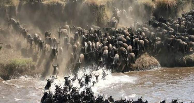 4 jours de safari en camping en Tanzanie - kilimanjaro habitas 3