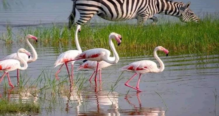 4 jours de safari en camping en Tanzanie - kilimanjaro habitas 6