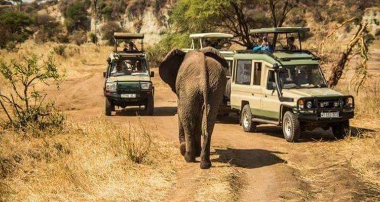 Parque Nacional del Serengueti 4 días Tanzania - kilimanjaro habitas 7