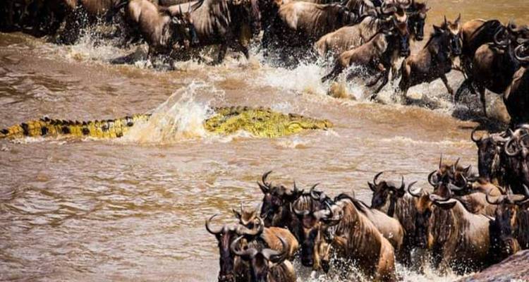 Safari de luxe en Tanzanie - 8 jours - kilimanjaro habitas 4