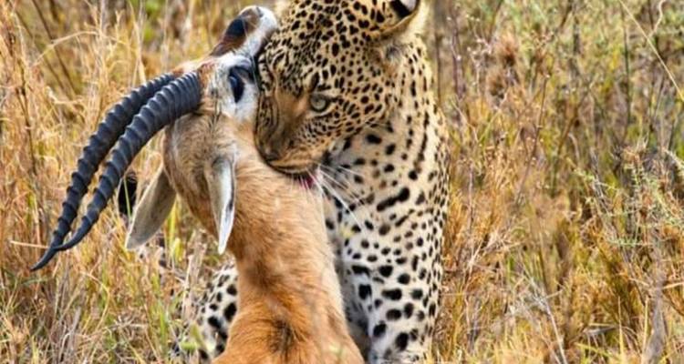 6 Days Camping Adventure Safari - kilimanjaro habitas 2