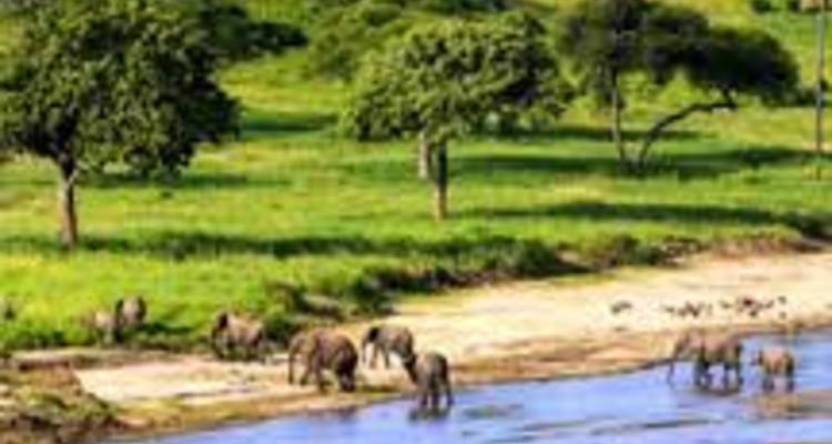6 Days Camping Adventure Safari - kilimanjaro habitas 8