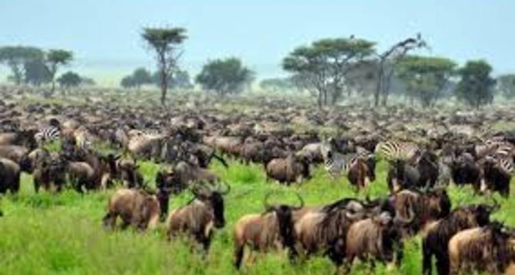 6 Days Camping Adventure Safari - kilimanjaro habitas 9