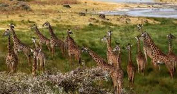 6 Days Camping Adventure Safari - kilimanjaro habitas 10