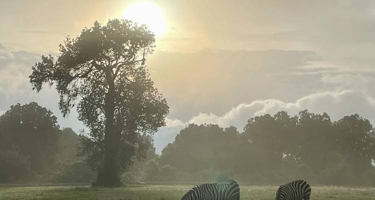 Zebras grazing in a misty landscape under a bright morning sun.
