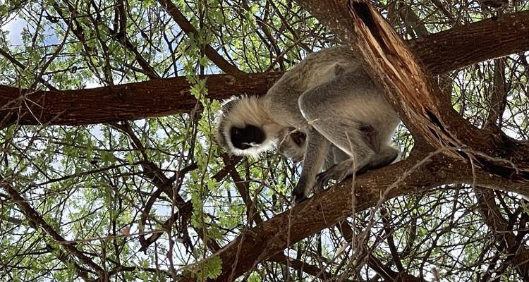 A monkey perched on a tree branch.