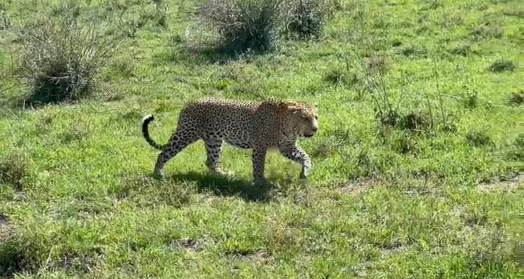 A cheetah walking on a grassy plain in the sun.